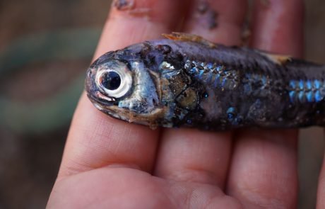 Photo Cred: Guro Møen Tveit, SO