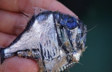 Photo Cred: Guro Møen Tveit, SO