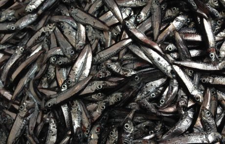 Photo Cred: Leif Grimsmo