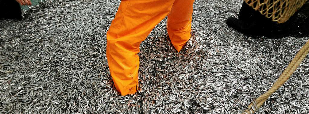 Photo Cred: Leif Grimsmo, SINTEF Ocean