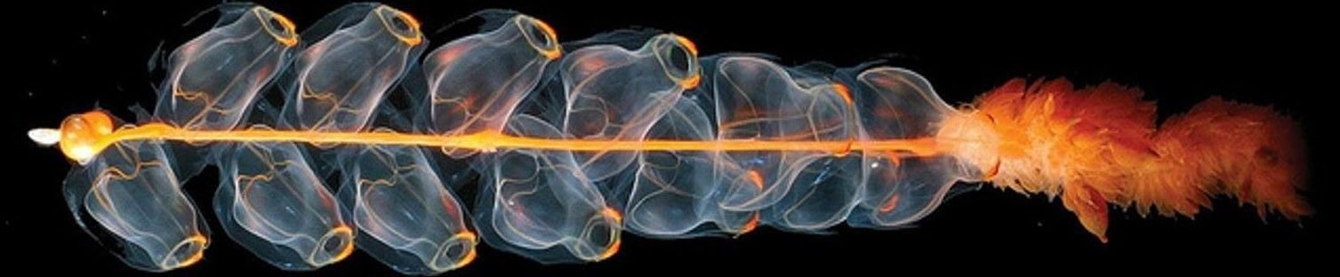 Siphonophores: Mashed by nets but strong acoustic targets ©Hidden Ocean Expedition 2005/NOAA/OAR/OER, Image ID: expl1907