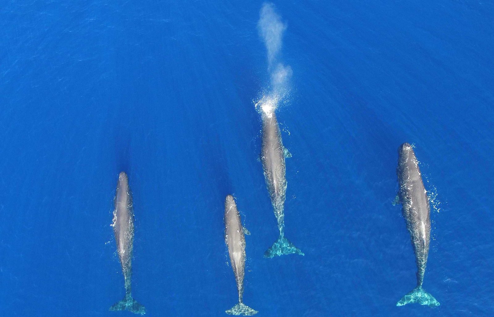 sperm whales tagged in the Azores (photo credits: Rui Prieto@ImagDOP).