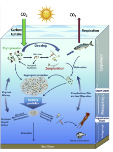 The biological carbon pump (Turner 2015). https://www.sciencedirect.com/science/article/abs/pii/S0079661114001281