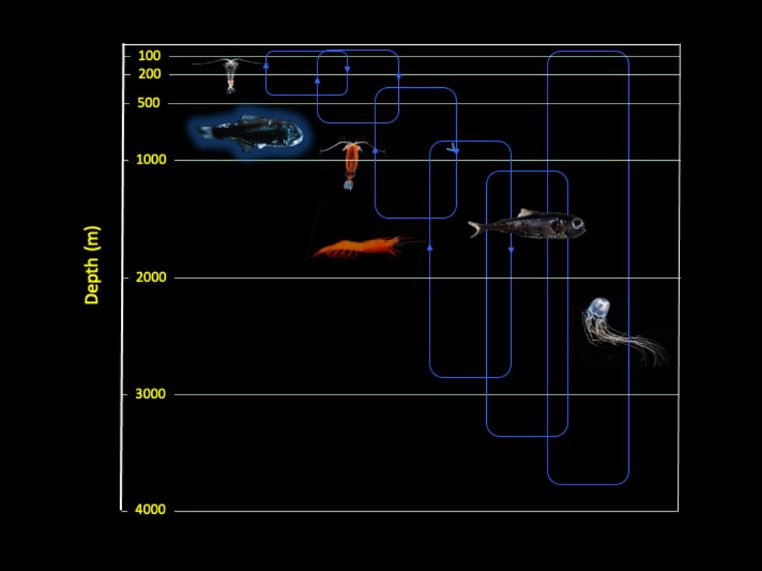 Illustration of the Vinogradov´s Ladder of Migration concept (adapted by S. Hernández-León). Vertically migrating zooplankton and micronekton support life far below the euphotic zone, driving energy and matter from surface waters to the deep sea.