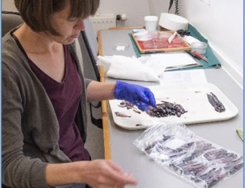 Possibilities and limitations of opportunistic sampling of the mesopelagic layer