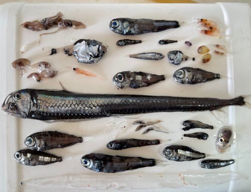 Why one of the superpredators known as Bluefin tuna prefers to spawn in an area considered as a marine desert and why it is great for the SUMMER project?