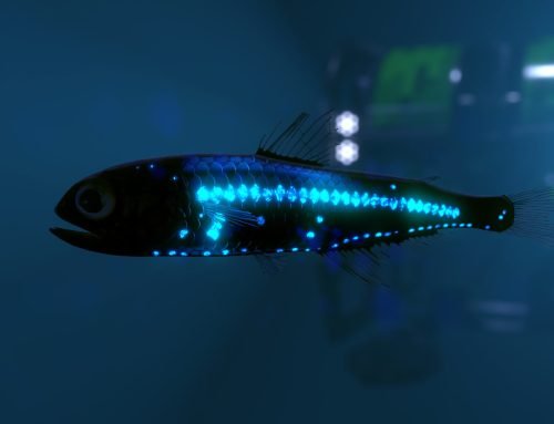 5 Facts About Mesopelagic Fish!