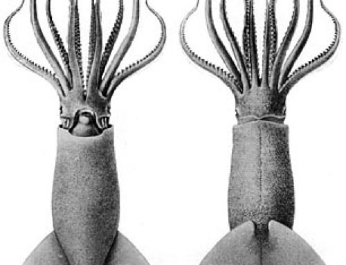 Genetical analyses of oceanic squids