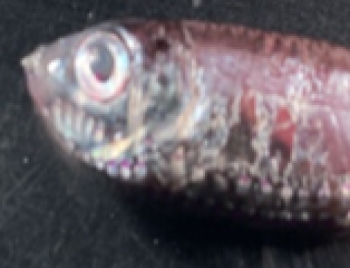 Bacterial companions of mesopelagic fish and their promises for biotechnology applications