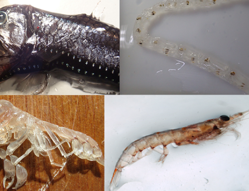 Diversity of Mesopelagic Organisms