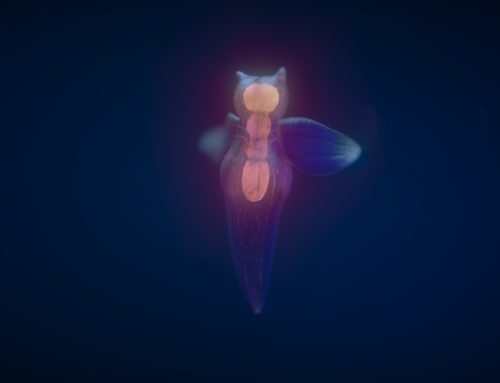 Video – “The Incredible Twilight Zone Creatures”