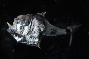 Picture of Argyropelecus hemigymnus, known as the "Half-naked hatchetfish" due to lacking scales on its tail. Another characteristic of this species is the black dots on its tail. (Credit: Joan Angel-Soto)