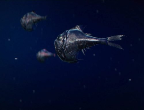 Creature Spotlight: Hatchetfish