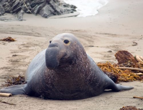 Creature Spotlight: Elephant Seal