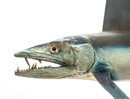 Creature Spotlight: Lancetfish