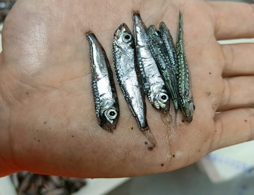 Mesopelagics – New gold rush or castle in the sky?