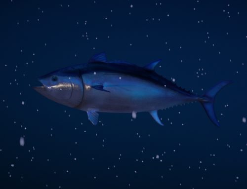 Creature Spotlight: Tuna