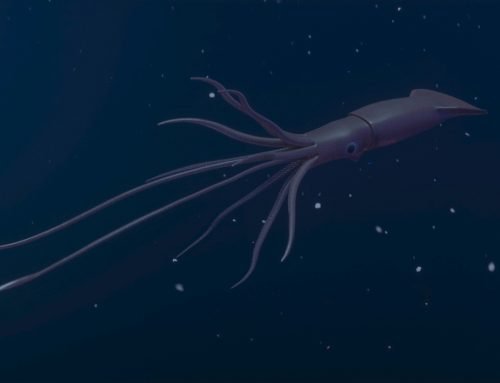 Creature Spotlight: Humbolt squid