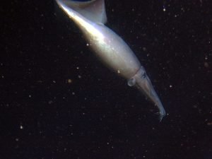 A Humbolt squid at a depth of 250m. Note the siphon under the mantle, which it uses for jet propulsion. 