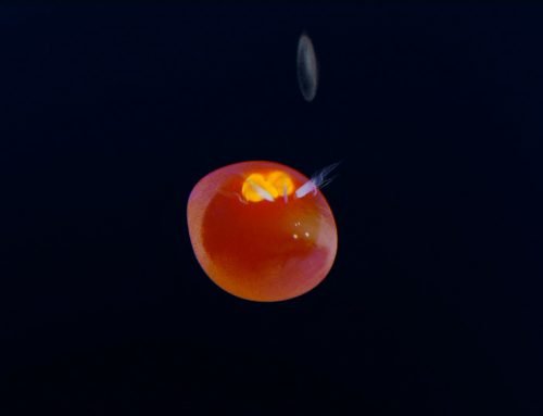 Creature spotlight: Giant Ostracod