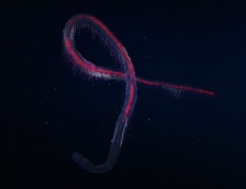 Creature Spotlight: Siphonophore