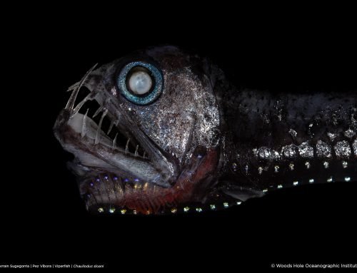 The Bilbao metro turns into the mesopelagic zone.