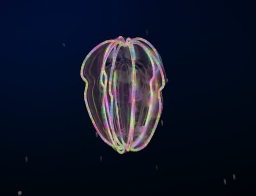 Creature Spotlight: Ctenophore