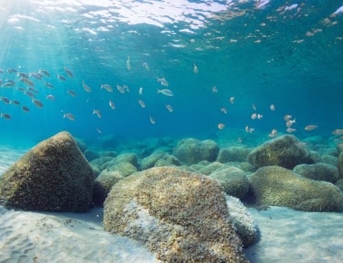 SUMMER posters from the 56th European Marine Biology Symposium