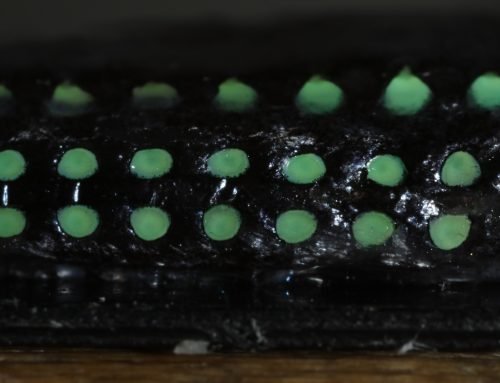 Investigating photophores of Mueller’s pearlside