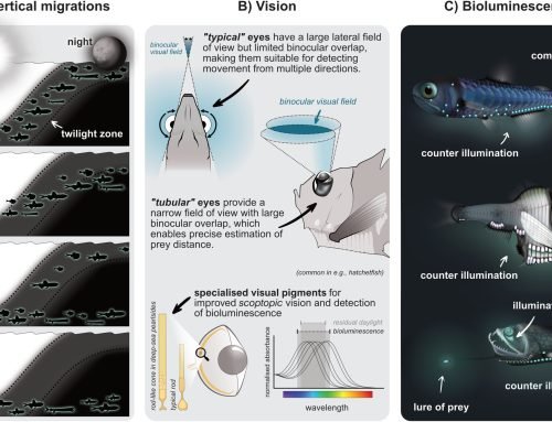 New Publication: Mesopelagic Fish Traits